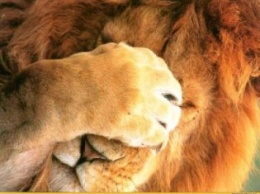 Сотрудники чилийского зоопарка убили двух львов для спасения самоубийцы