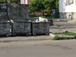Собачье дело, или сколько еще Николаев будут переполнять бездомные животные