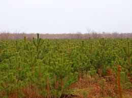 Праздник приближается: в лесхозе под Одессой к Новому году готовят тысячи крымских сосенок