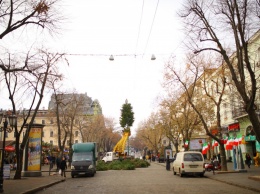 На Дерибасовской установили новогоднюю елку из нескольких сотен сосен