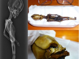 Таинственный скелет инопланетянина из пустыни Атакама оказался человеческим. Фото