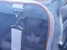 В "Борисполе" при осмотре багажа сбежала кошка: Спасатели разрезали бетонные конструкции, чтобы достать питомца