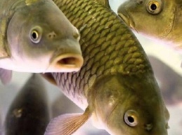 В Каховское водохранилище выпустили более 11 тонн рыбы