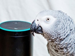 В Англии попугай заказал себе еды через умную колонку, пока хозяйки не было дома