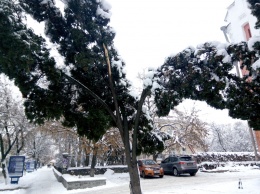На Полтавщине снег ломает деревья (фото)