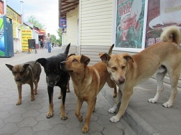 В 2019 году в Бердянске продолжат отлавливать собак