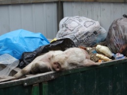 В Татарбунарах выбросили труп свиньи в мусорный контейнер