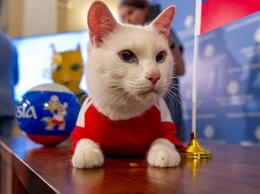 10 самых популярных котиков в российских СМИ за 2018 год