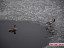 В центре Николаева поселилась пара лебедей