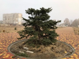 «Новогодние» вандалы спилили верхушку шестиметровой елки в Одесской области (фото)