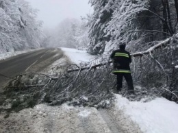 Мощный снегопад накрыл Закарпатье и повалил деревья: обесточены десятки населенных пунктов