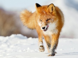 На Днепропетровщине бешеная лисица напала на компанию парней