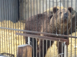 В Запорожской области приютили животных из жуткого донецкого зверинца