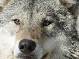 В Крыму объявлена охота на херсонских волков