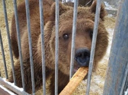 В Запорожской области приютили измученных животных