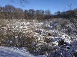 Снег уничтожил половину "Сиреневого гая" на Полтавщине (фото)