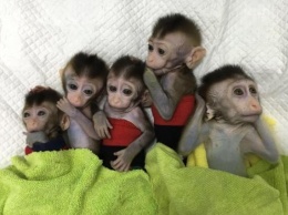 В Китае родились пять клонированных макак