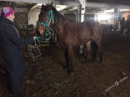 В Одесской области волонтеры пытаются спасти рабочих лошадей от бойни
