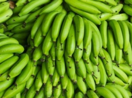 В чем заключается польза зеленых бананов