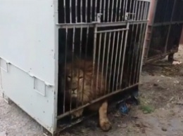 Из зоопарка Покровска в Васильевку вывезли последнего льва