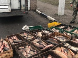 На Херсонщине правоохранители задержали микроавтобус с браконьерской рыбы