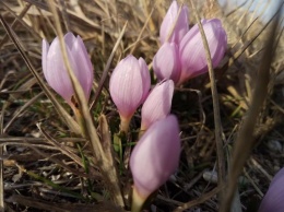 На Херсонщине массово зацвел весенний цветок (фото)