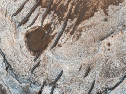 NASA показало новый снимок поверхности Марса