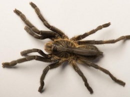 Ученые открыли новый вид пауков