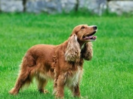 В Херсонской области судят недобросовестных собачников