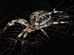 Огромный паук убил опоссума и попал на видео