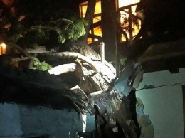 В Ялте дерево рухнуло на жилой дом