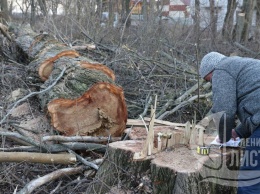 В детском лагере на Даче Ковалевского вырубили более сотни здоровых деревьев