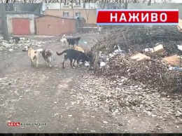 Неагрессивные, но очень голодные - как выглядят собачьи стаи, рыскающие по мусорникам Кривого Рога? (видео)