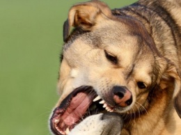 На Херсонщине владелец собаки заплатит 50 тысяч гривен за агрессию своего питомца