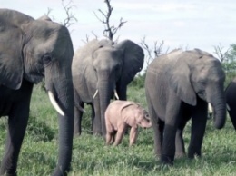 Розовый слоненок попал на видео в ЮАР