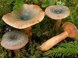 Полтавчанин отравился грибами