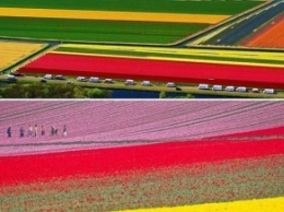 В Нидерландах зацвели миллионы тюльпанов (видео)