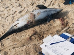 Из-за российских браконьеров в Евпатории массово гибнут дельфины