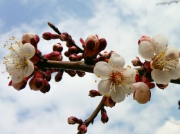 В Украине рекордно рано зацвел абрикос. ФОТО