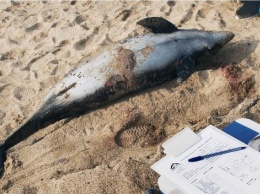 Без плавников и с глубокими порезами: в Евпатории вынесло на берег трупы 16 дельфинов