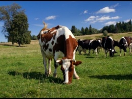 На Херсонщине женщины судились из-за пострадавшей коровы