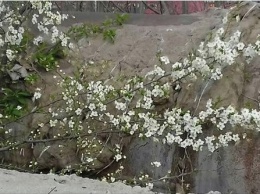 Херсонцы - спонсоры цветения вишни... между трубами теплотрассы