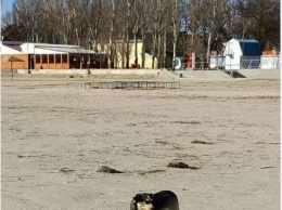 Нападают: бродячие псы на пляжах Скадовска
