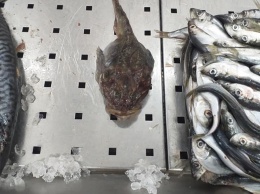 Аккерманский супермаркет выставил на продажу ядовитую рыбу