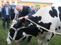 "Вы что, больные? Это Освенцим": Лукашенко посетил коровник и наказал чиновников из-за состояния животных (видео)