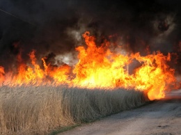 Поджог камыша вызвал масштабный пожар в заповедных плавнях и уничтожил гнезда диких птиц