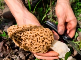 В Запорожской области уже собрали первый урожай грибов (ФОТО)