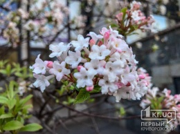Криворожанам предлагают полюбоваться цветением сакуры