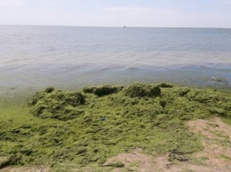Запорожские курорты снова "атакуют" водоросли