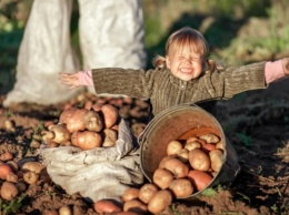 Украинец изобрел новый метод посадки картофеля. Одни хвалят, другие смеются
